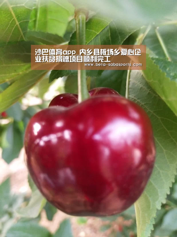 沙巴体育app